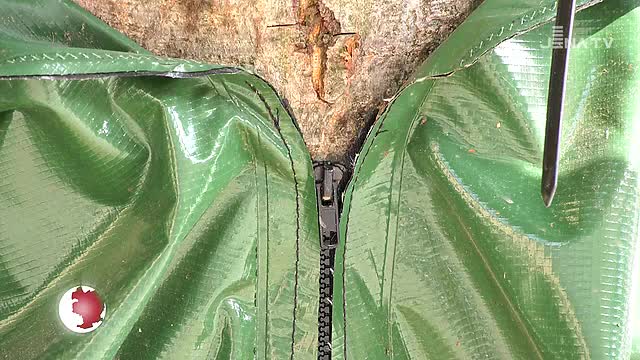 Neue Technik: Für das Bewässern von Bäumen wird eine spezielle Methode angewendet 