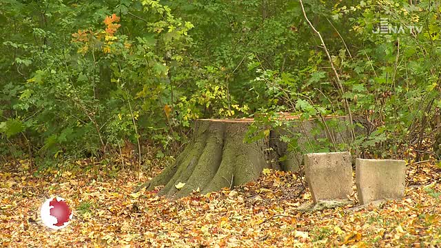 Streit um Baumfällungen: Der Drackendorfer Goethepark wird Schritt für Schritt umgestaltet