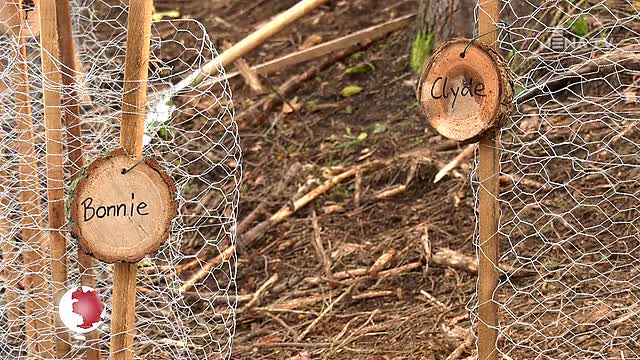 Baumpflanzaktion: Im Singerwäldchen wurden 1 500 junge Bäume gepflanzt