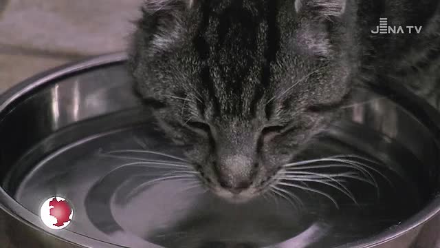 Gestoppt: Im Jenaer Tierheim werden in der Weihnachtszeit keine Tiere vermittelt