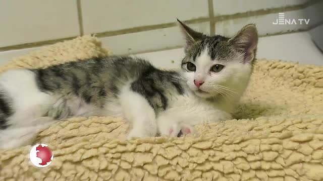 Für die Tiere: Wie die Vierbeiner im Tierheim die Silvesternacht überstanden haben