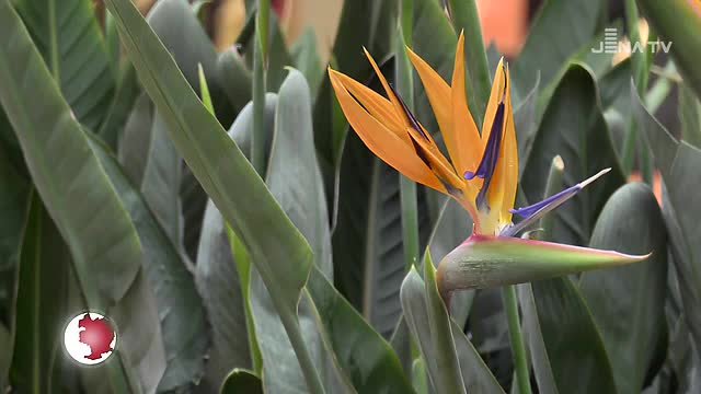 Frühlingshaftes: Im Einkaufscenter Goethe Galerie wird zum Kurzurlaub am Blütenmeer eingeladen 