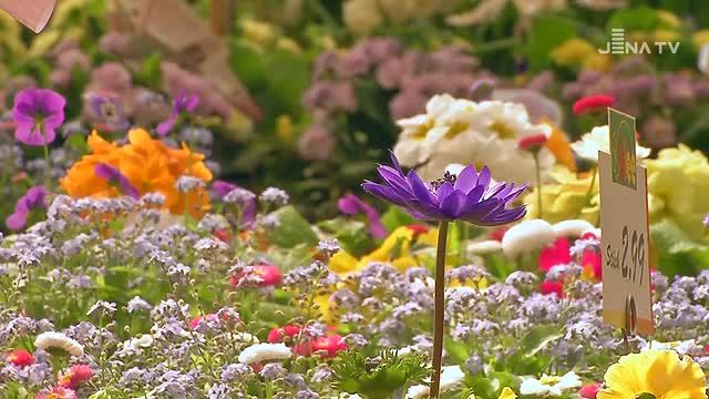 Erblüht: Im Gartencenter Klee in Jena-Burgau hat der Frühling Einzug gehalten
