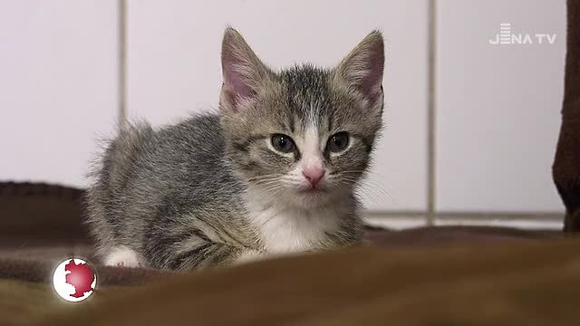 Herzensprojekt: Das Tierheim vermittelt wieder Fundtiere 