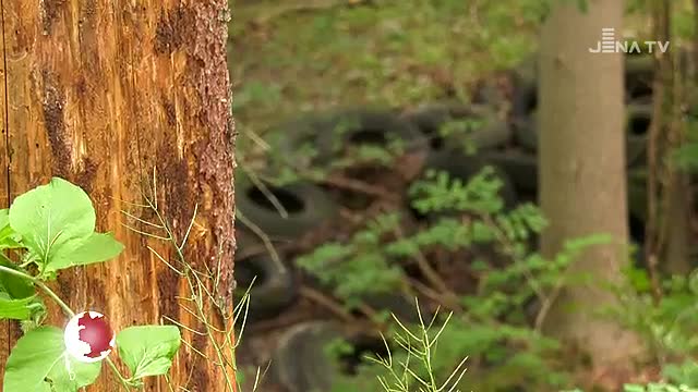 Beräumungsaktion: Bei Bucha werden nach Jahrzehnten Altreifen aus dem Wald entfernt 