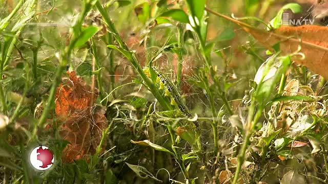 Vorkommen von Schädling: Auf dem Nordfriedhof lässt der Buchsbaumzünsler Hecken sterben