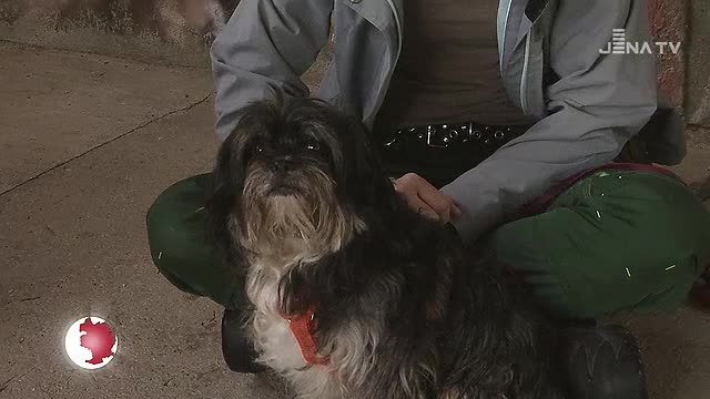 Tier des Monats: Für den neunjährigen Rüden Karli wird ein neues Zuhause gesucht