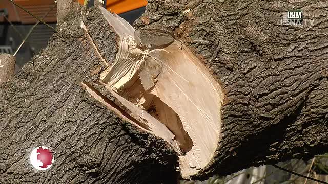 Orkanböen in Jena: Der Paradiespark bleibt zunächst noch gesperrt