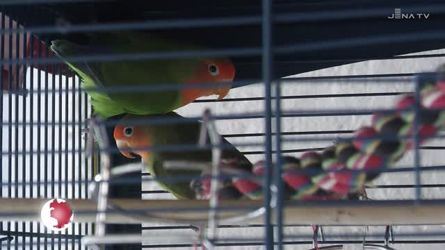 Vorgestellt: Die beiden Pfirsichköpfchen Pesca und Persika suchen ein neues Zuhause