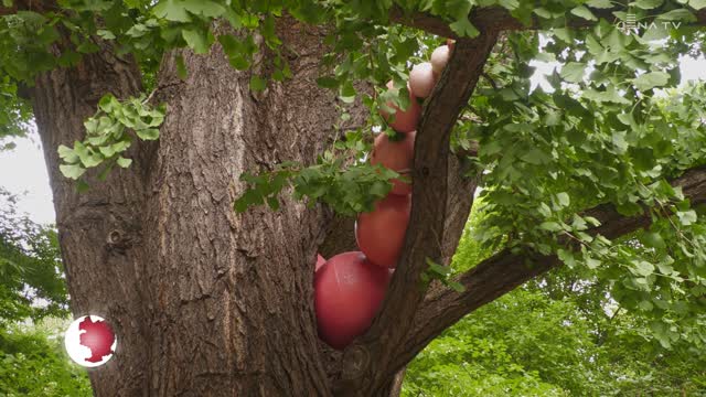 Konstellationen im Botanischen Garten: Die Künstlerin Susanne Ruoff kombiniert die Elemente Kunst und Natur