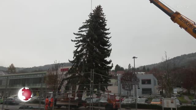 Aufgestellt: Der Weihnachtsbaum auf dem Hölleinplatz ist 15 Meter hoch