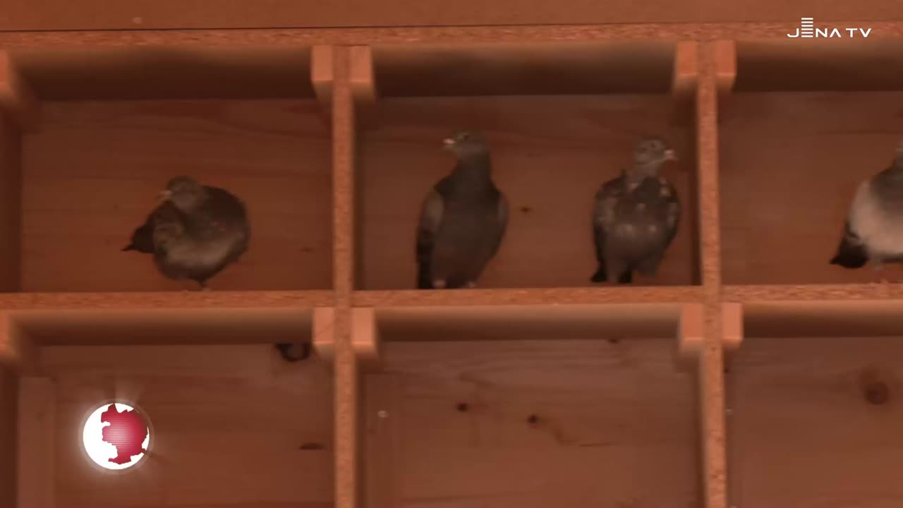 Taubenhaus – Stadttaubenpopulation auf tierschutzgerechte Weise kontrollieren