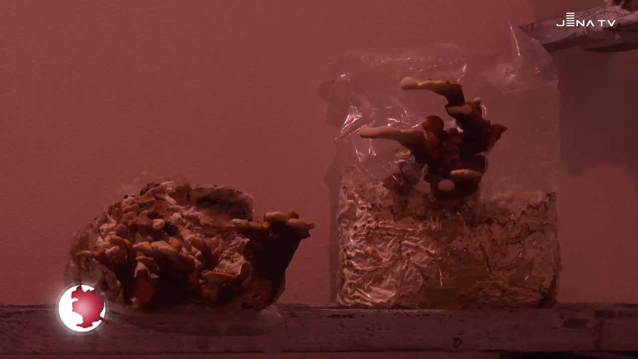 Paradiespilze – Evgeni Bratovanov züchtet Edelpilze