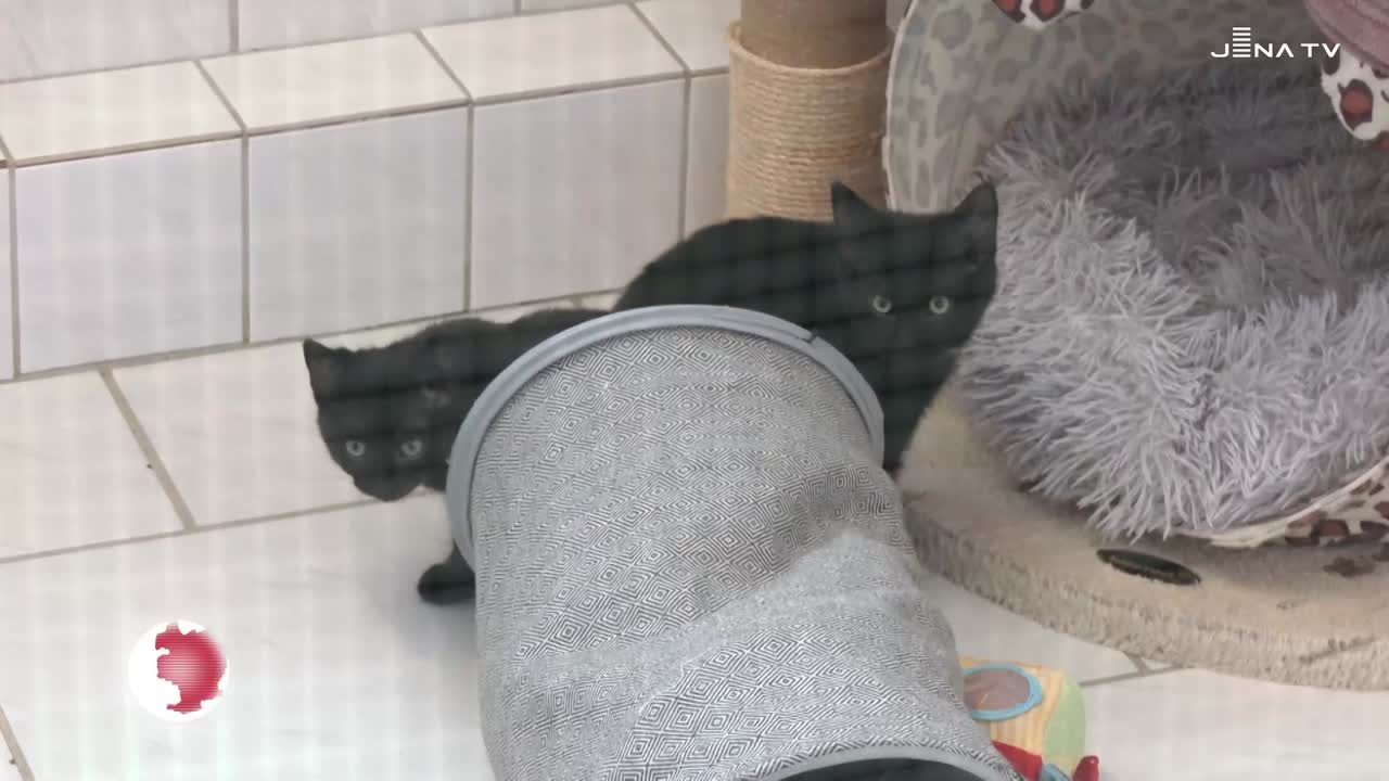 Stressfrei ins neue Jahr – Tierheim schützte Bewohner vor Feiertagstrubel