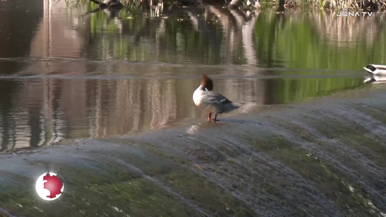 Spaziergang – Frühlingsbilder von Paradies und Saale