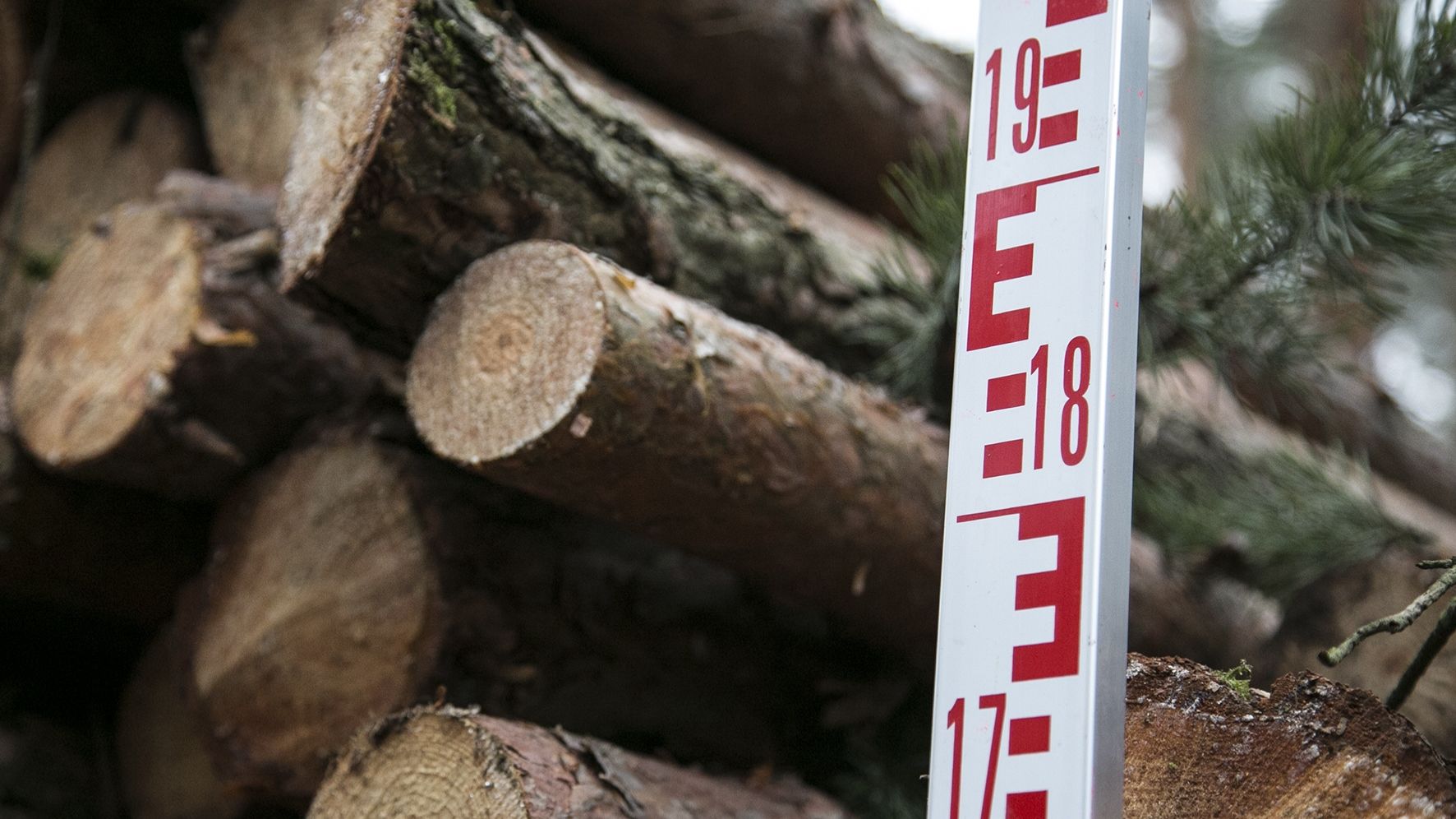 IG BAU Ostthüringen warnt vor Schäden im Wald