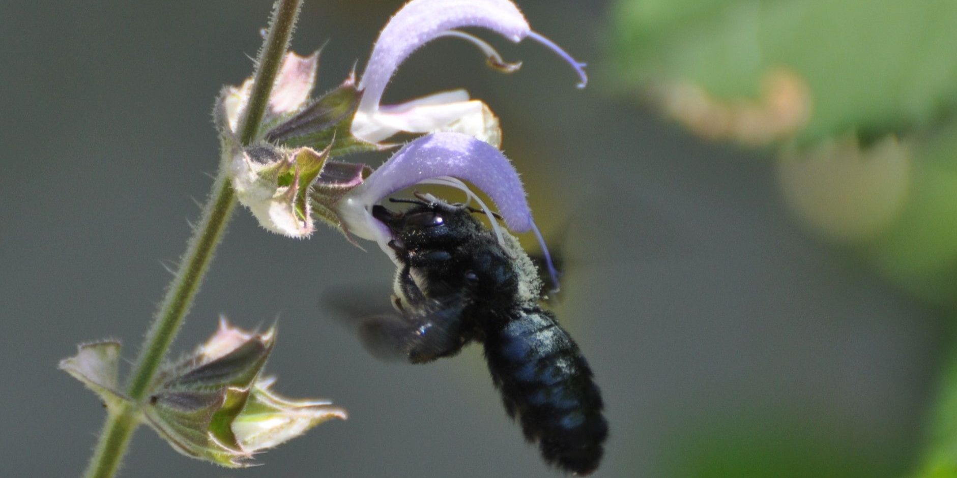 2. Runde des NABU-Insektensommers  