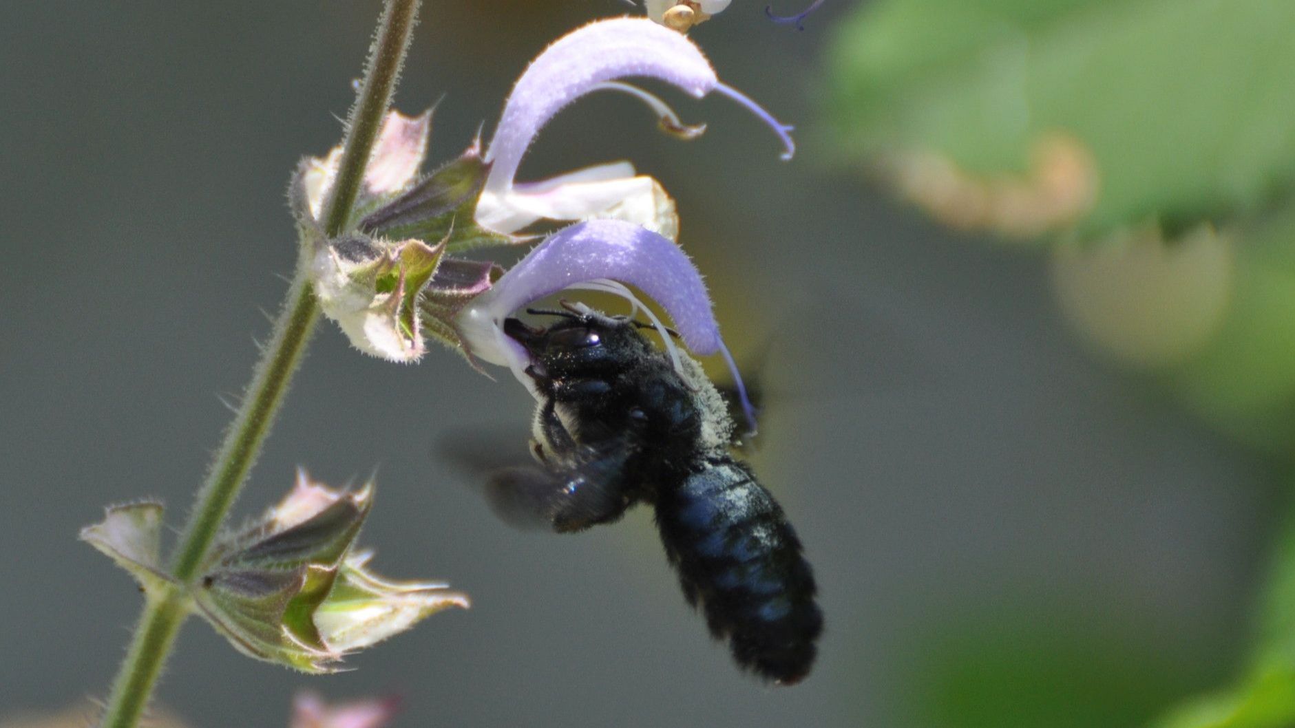 2. Runde des NABU-Insektensommers  