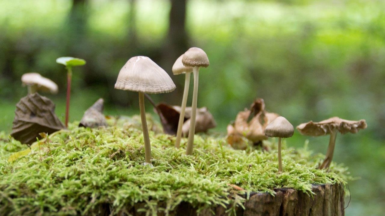 Trübe Aussichten für diesjährige Waldpilzsaison