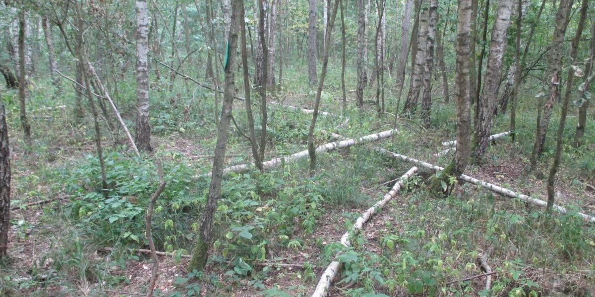 Bäume im Wald bei Isserstedt gefällt