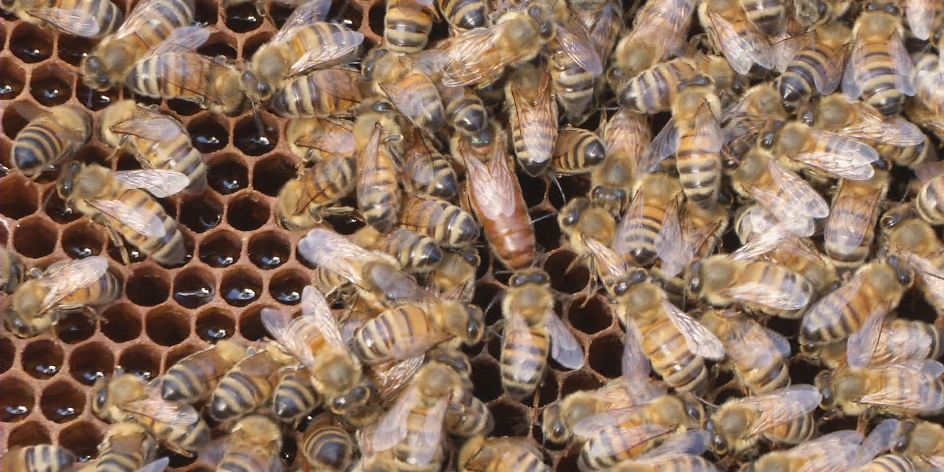 Köchin und Autorin Sarah Wiener in Jena