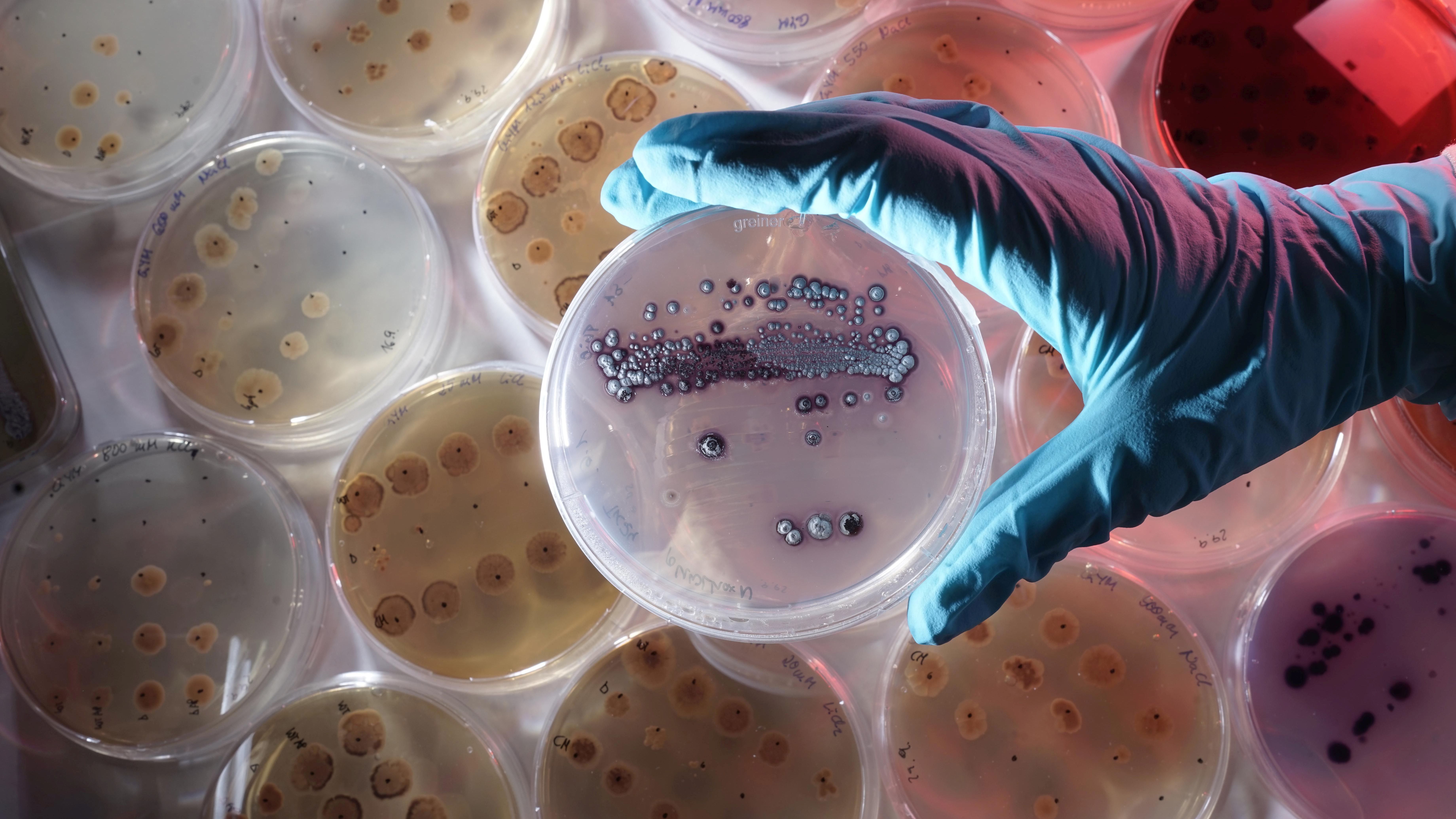 Forschungsprojekt zur Bodensanierung bei Ronneburg 