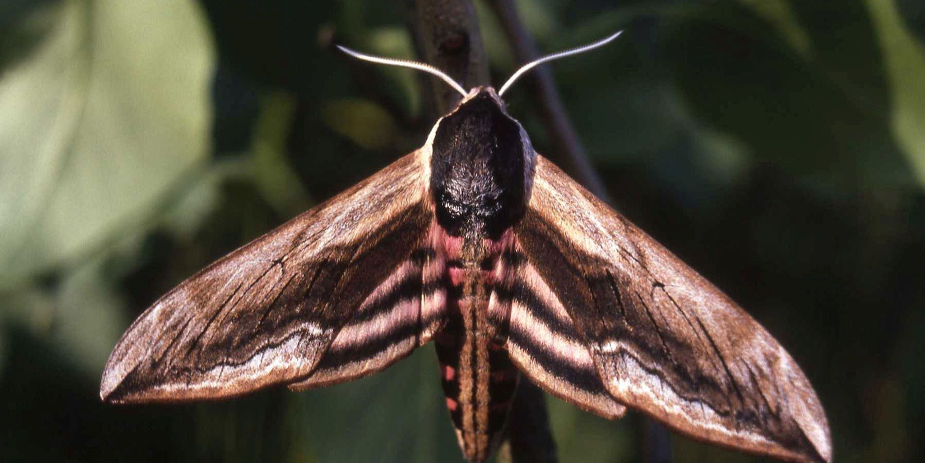 Einladung zur zweiten Jenaer Falternacht Einladung zur zweiten Jenaer Falternacht