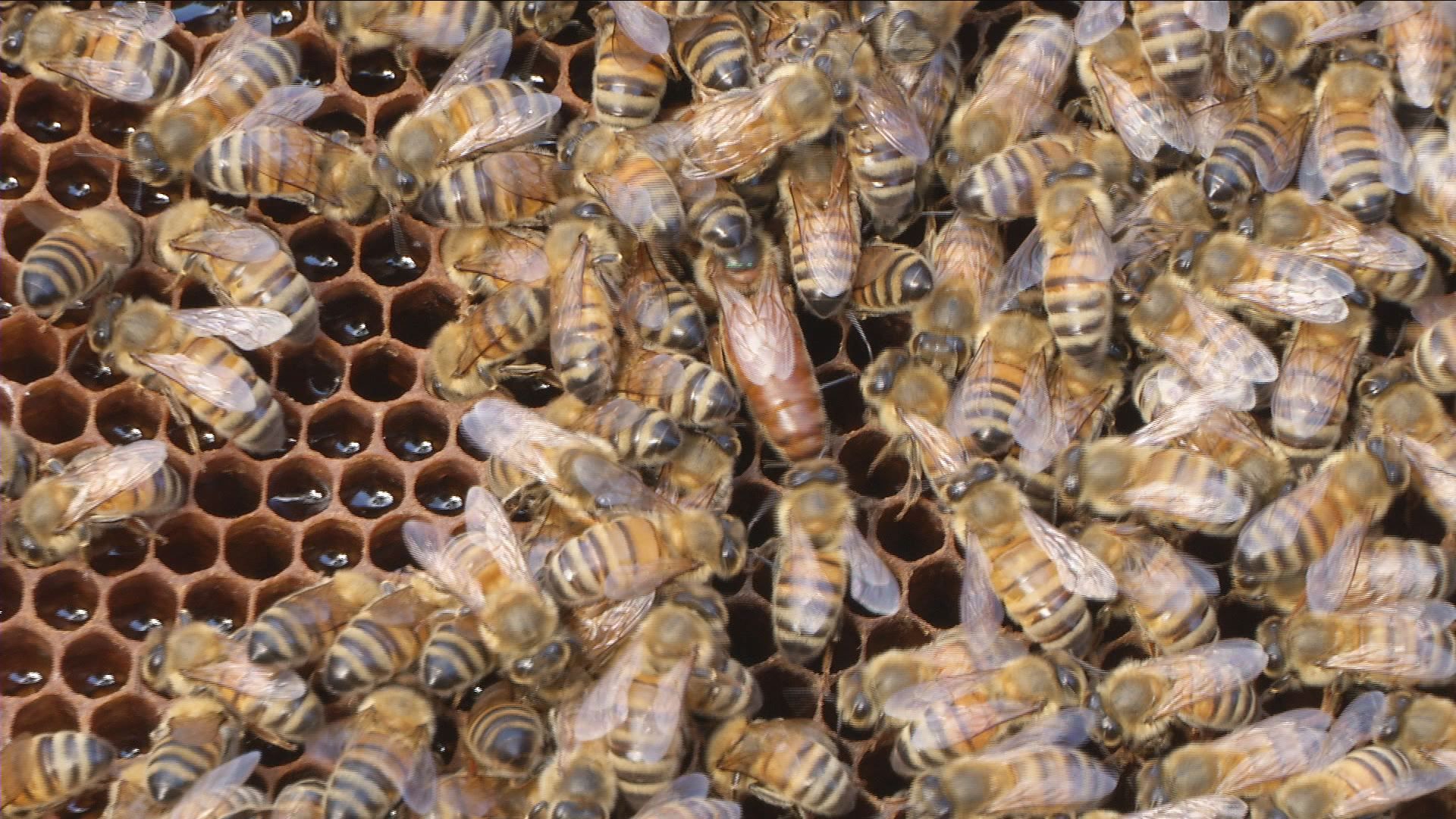 Köchin und Autorin Sarah Wiener in Jena
