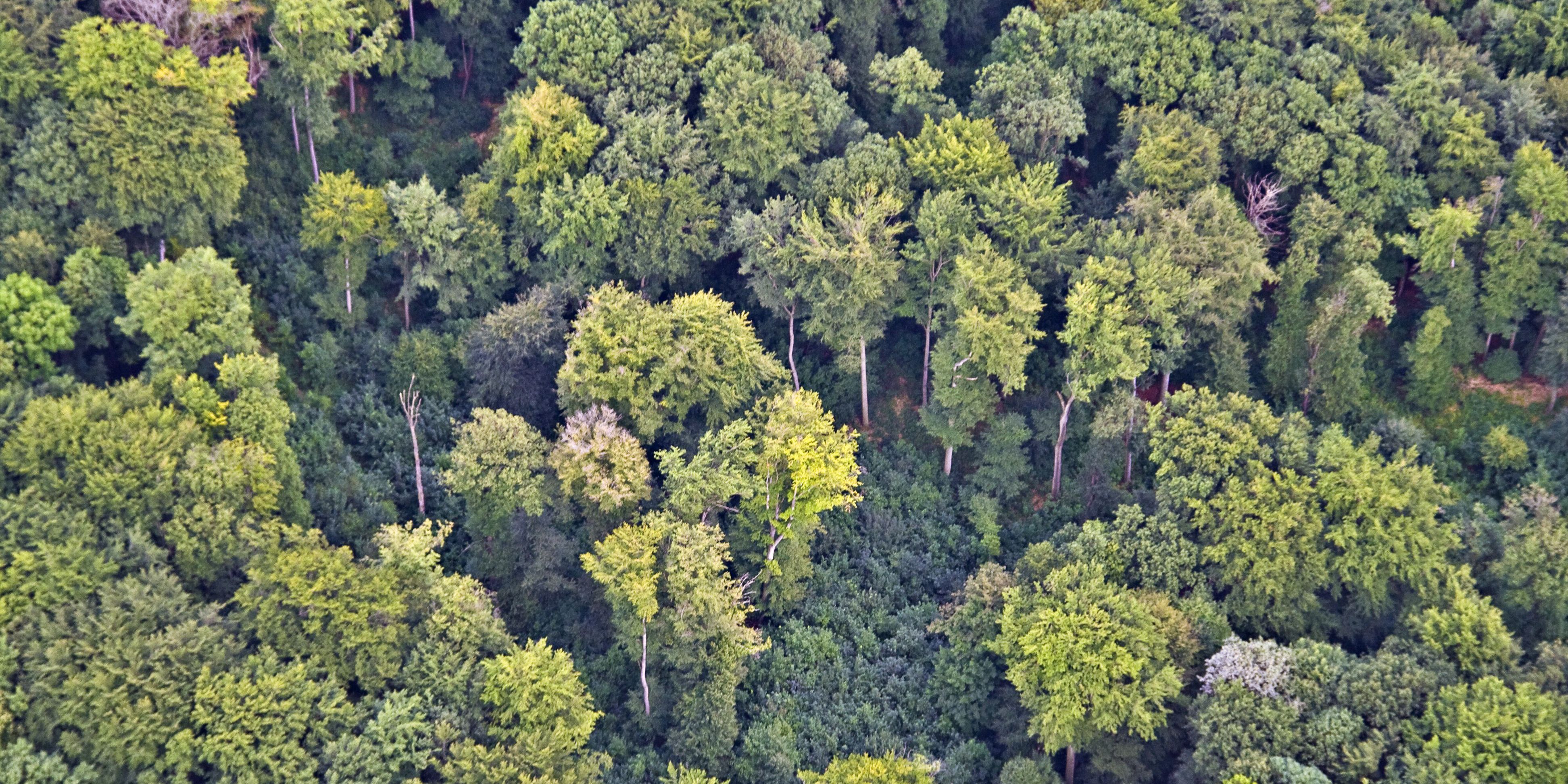 Schadensaufarbeitung in Wäldern läuft auf Hochtouren