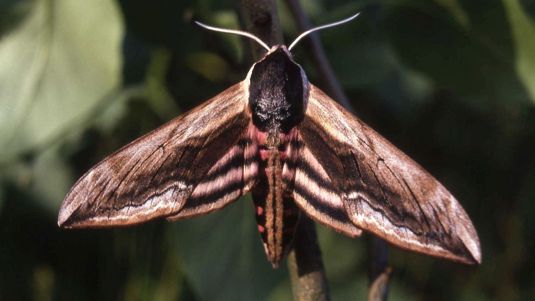 Einladung zur zweiten Jenaer Falternacht
