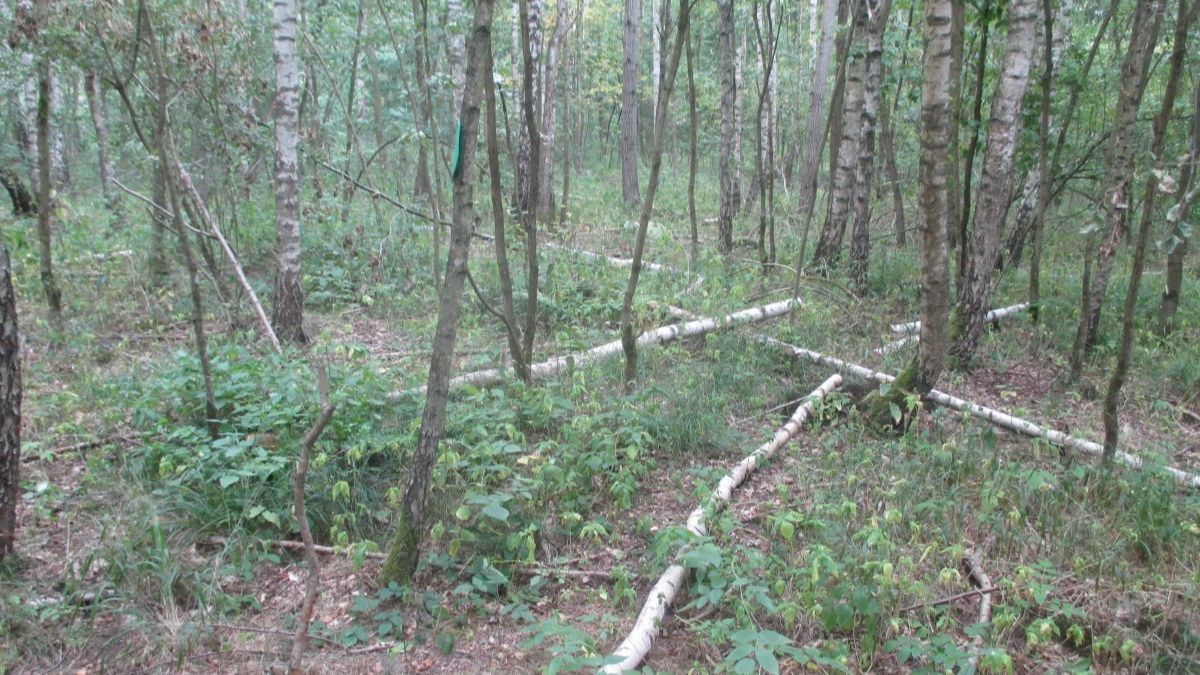 Bäume im Wald bei Isserstedt gefällt