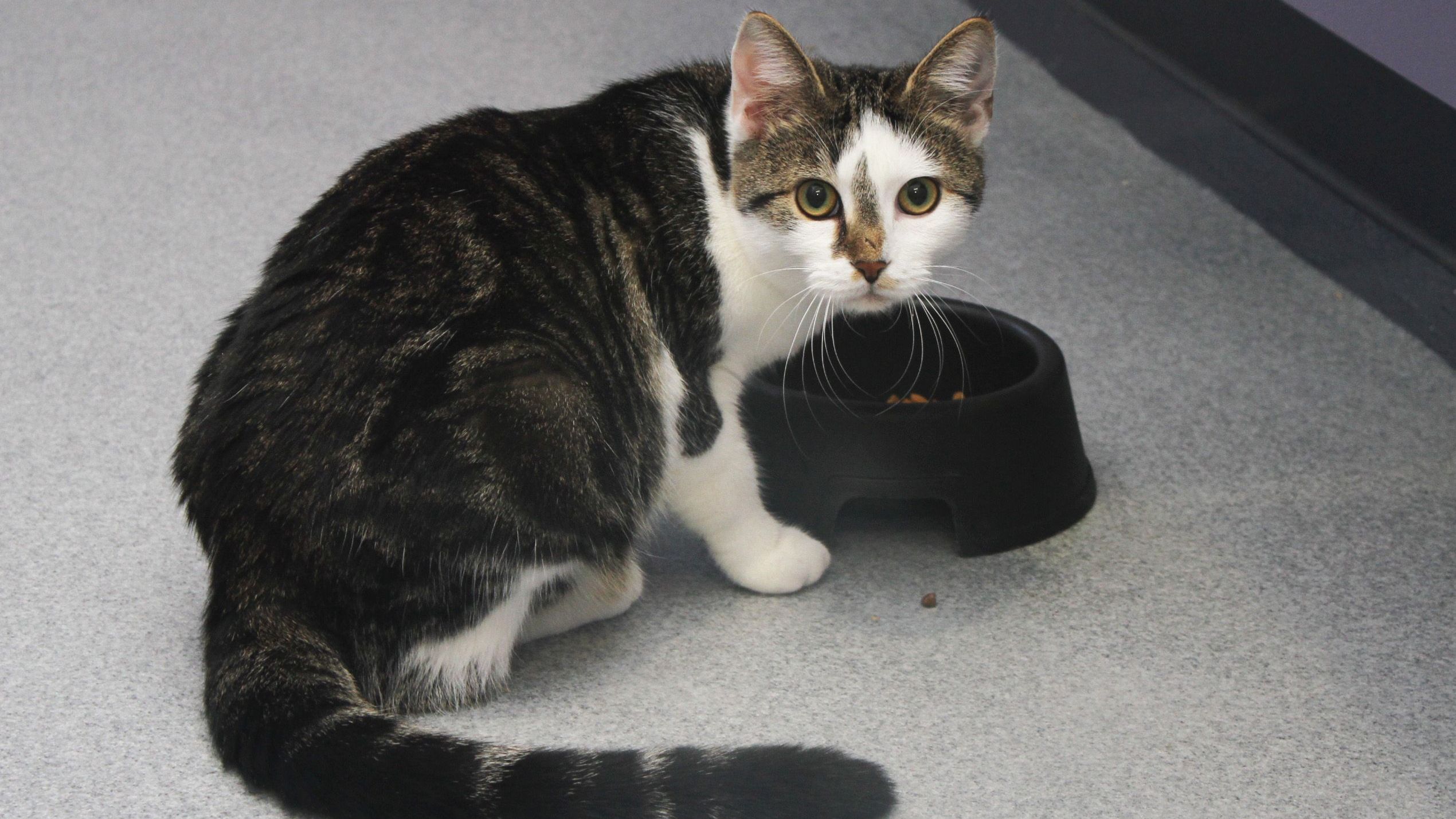 Tierheim Gera am 19. September geschlossen