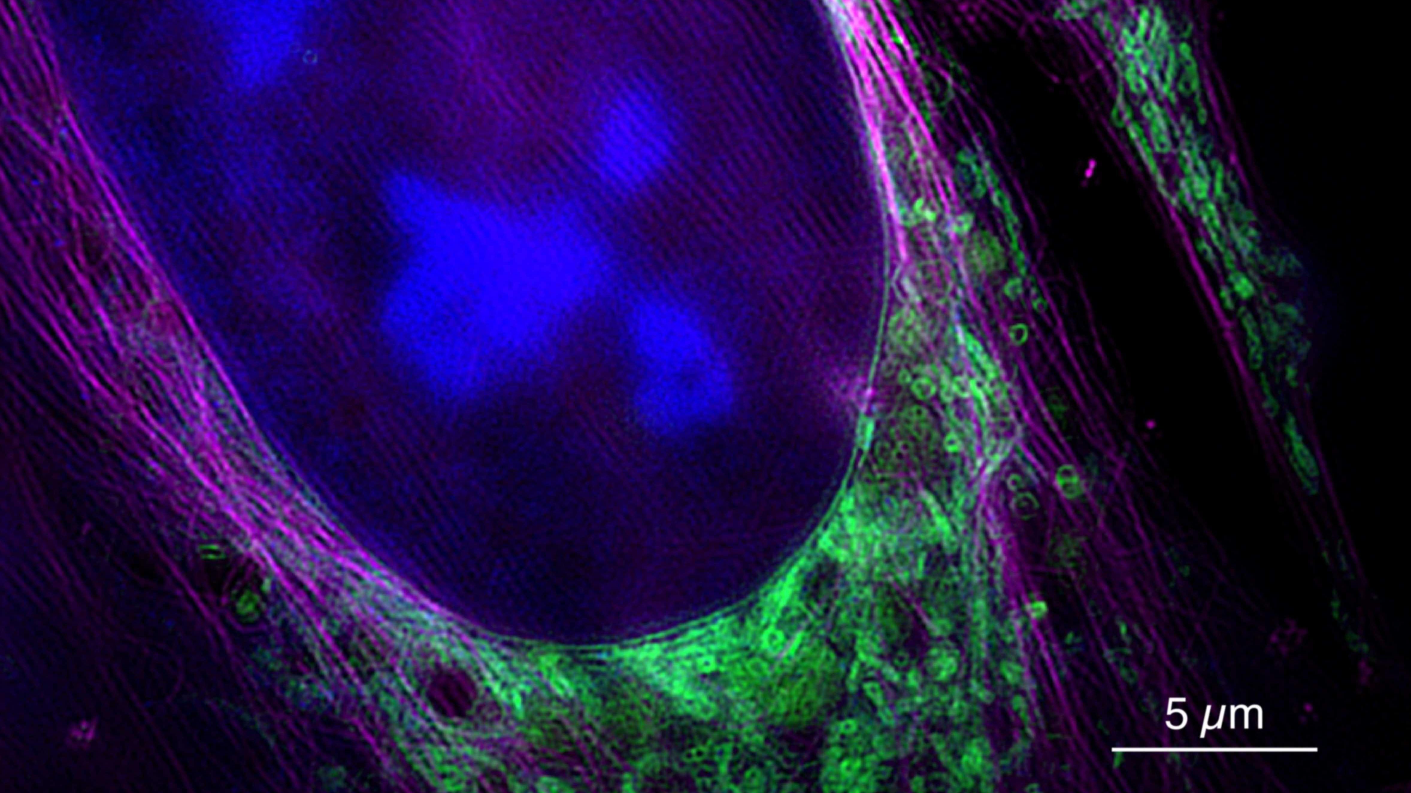 HD-Mikroskopie in Millisekunden 