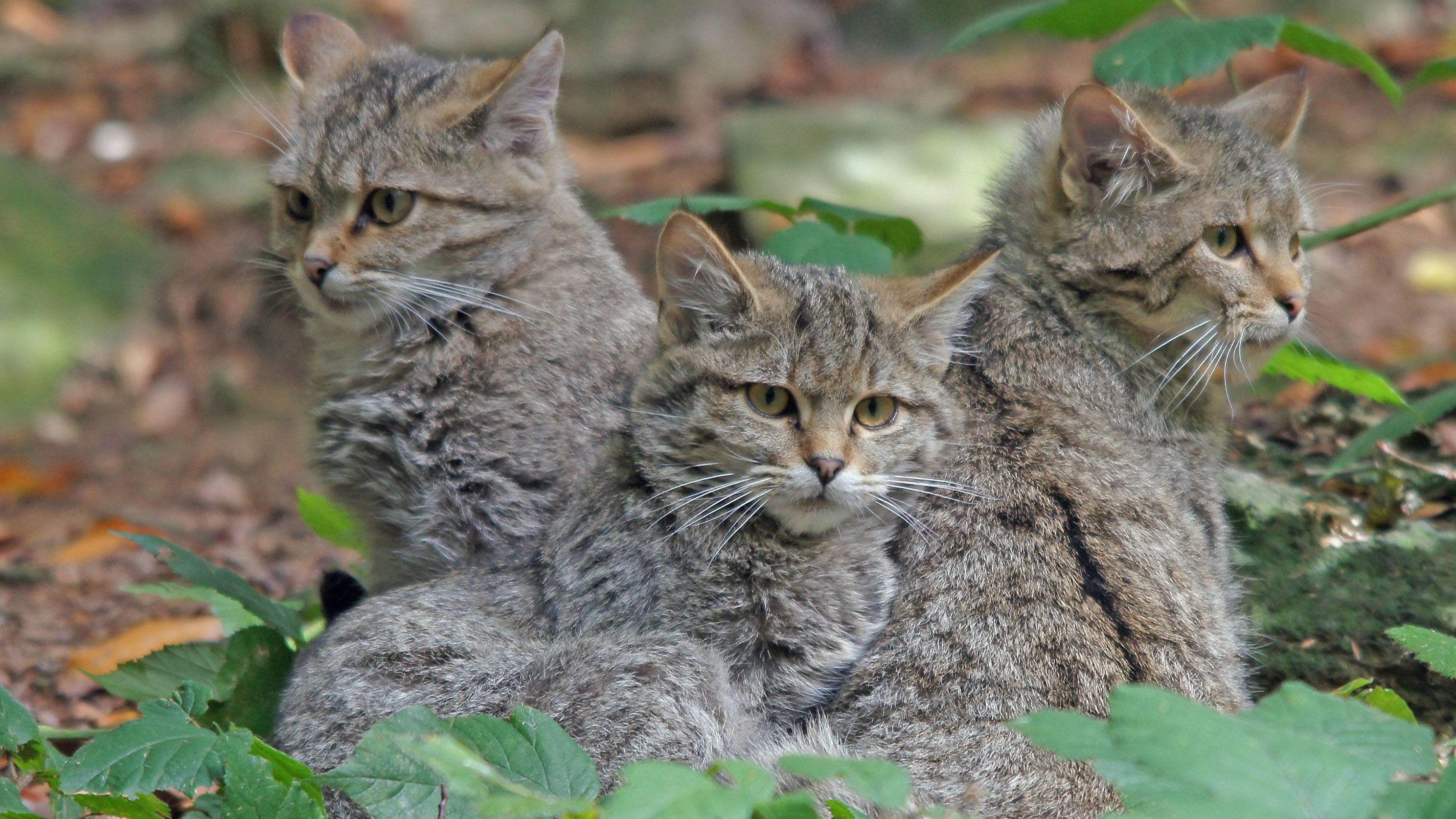 NABU begrüßt Änderungen im Thüringer Jagdgesetz 