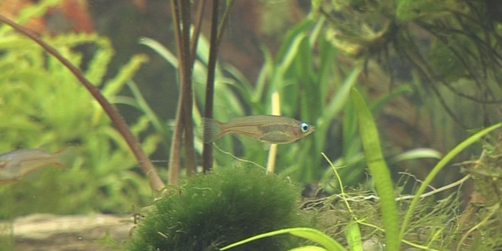 Zierfisch- und Wasserpflanzenbörse