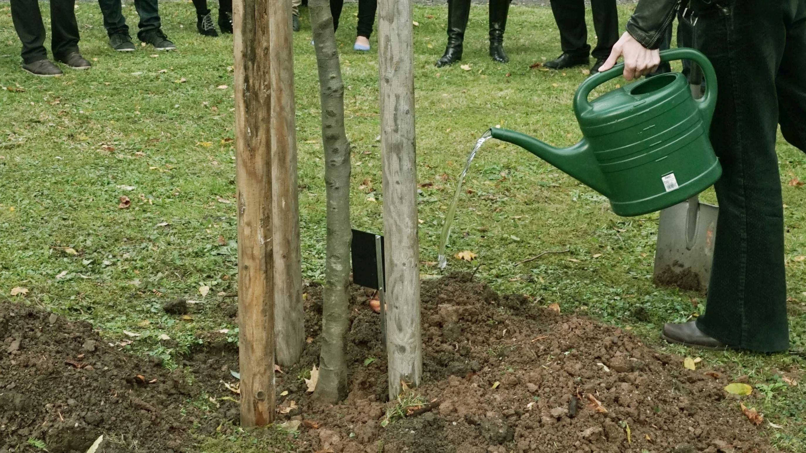 Baumpflanzaktion im Singerwäldchen