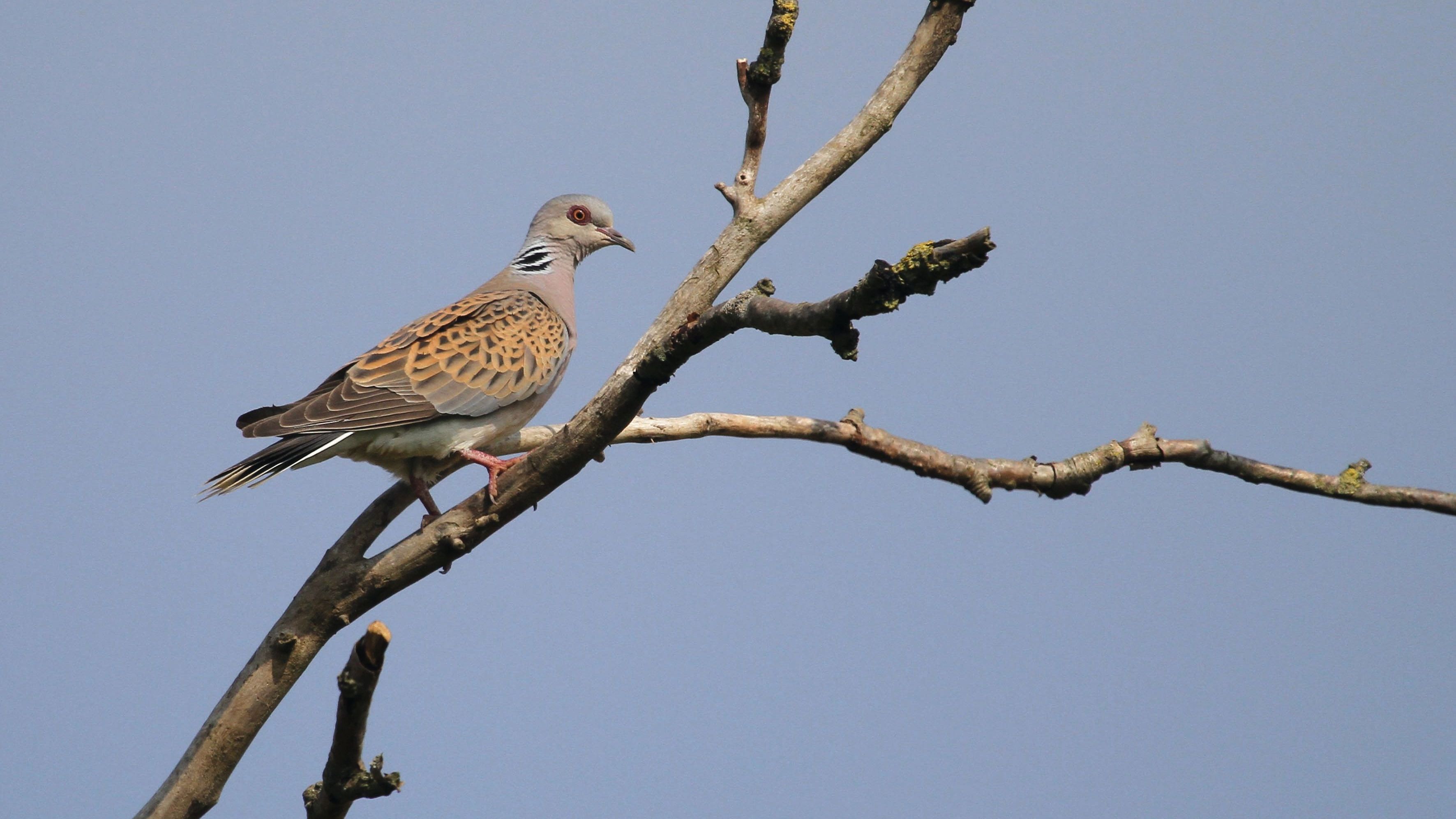 Turteltaube ist „Vogel des Jahres 2020“