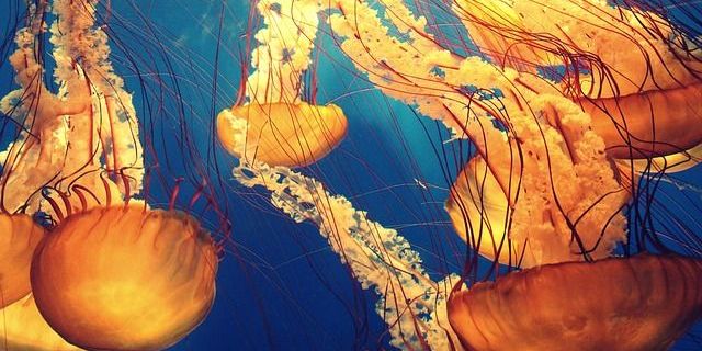 Buchvorstellung „World Atlas of Jellyfish“ 