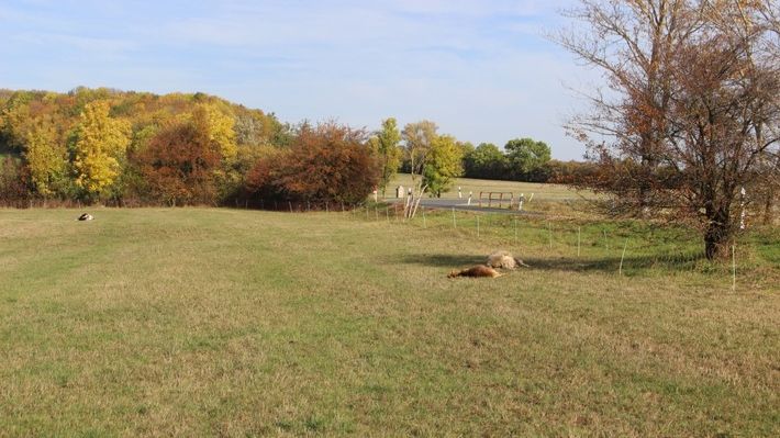 Ziegen und Schafe auf Weide getötet 