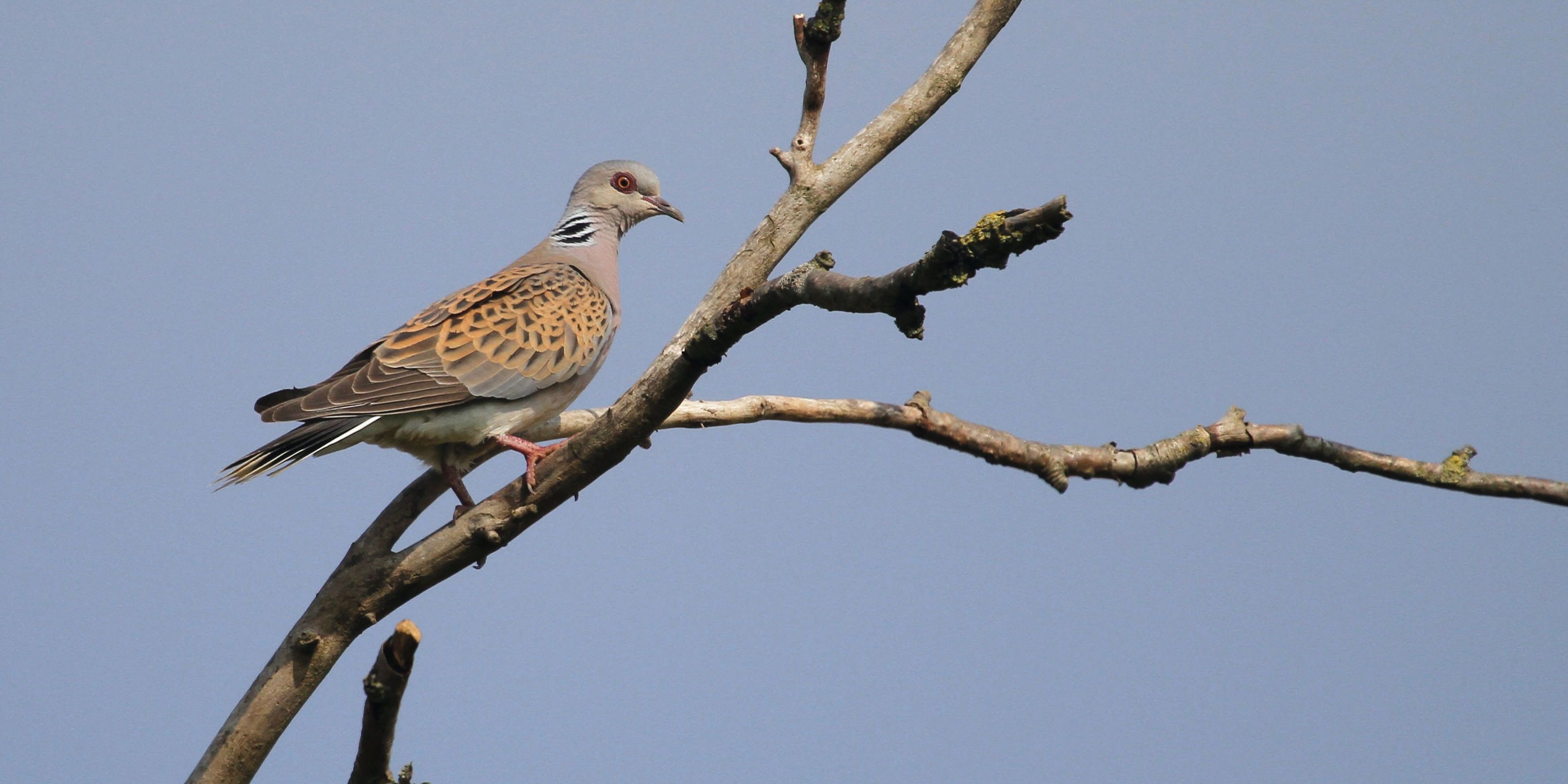 Turteltaube ist „Vogel des Jahres 2020“