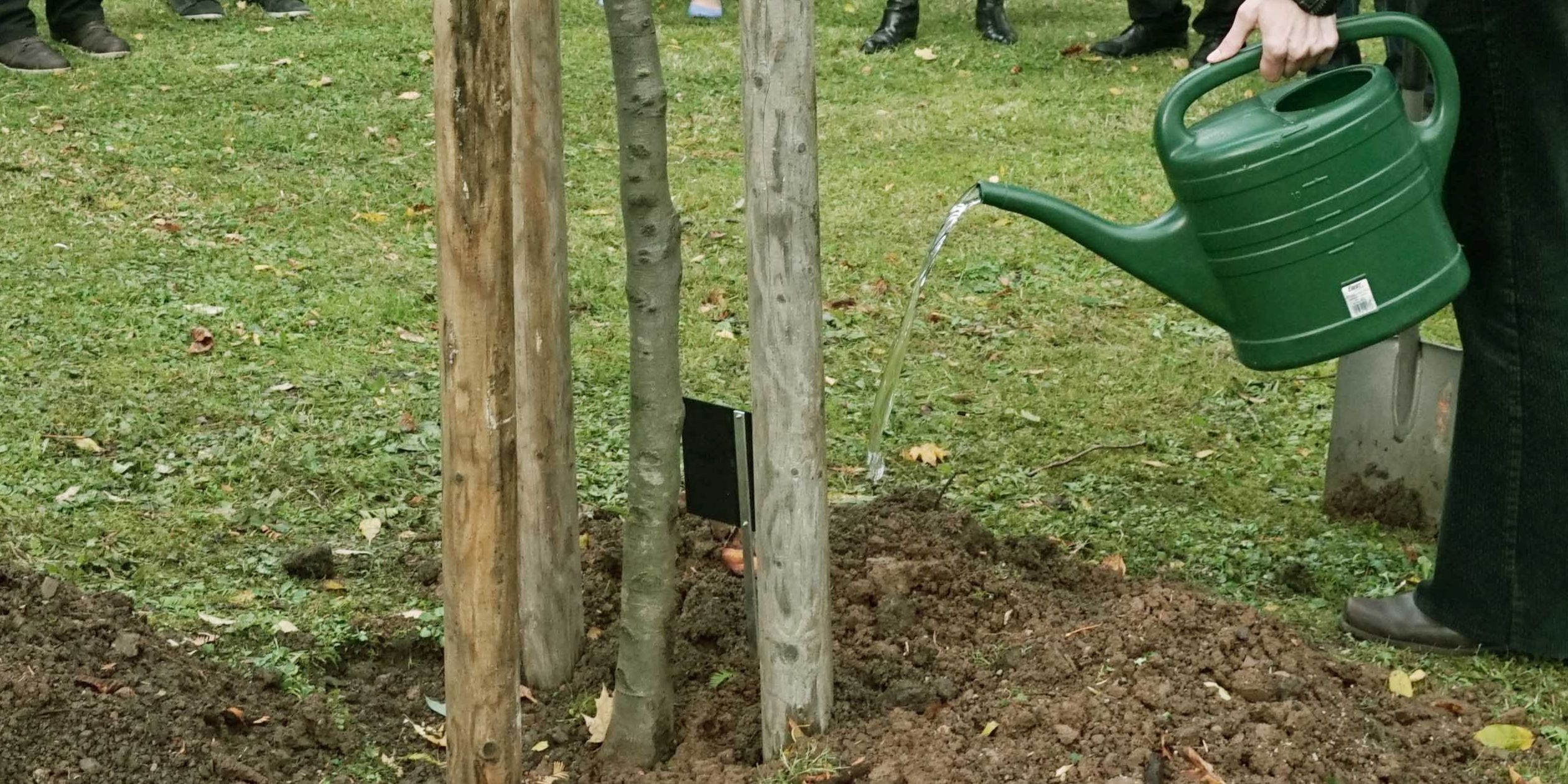 Baumpflanzaktion im Singerwäldchen