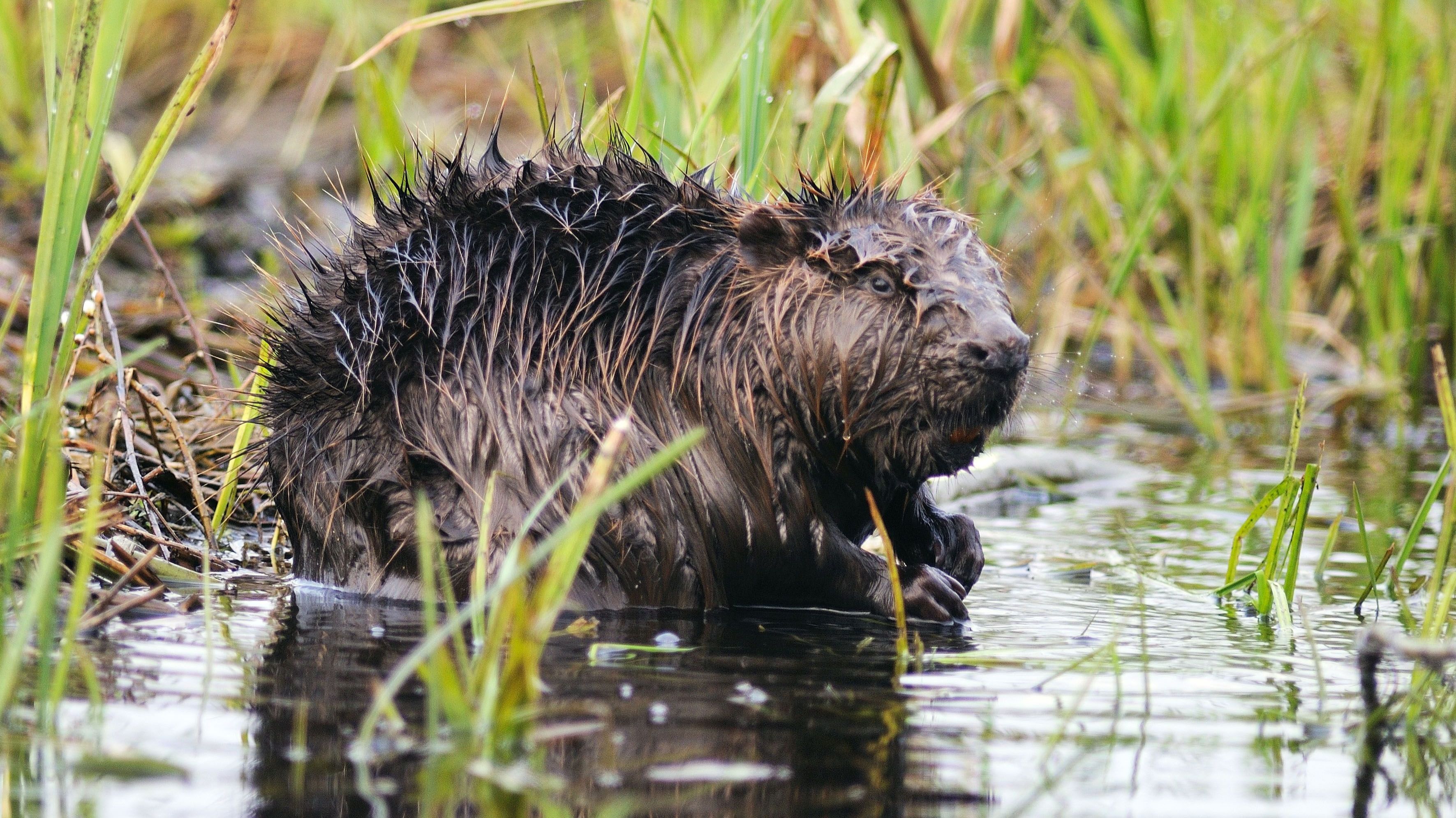 NABU Thüringen bildet Biberberater aus