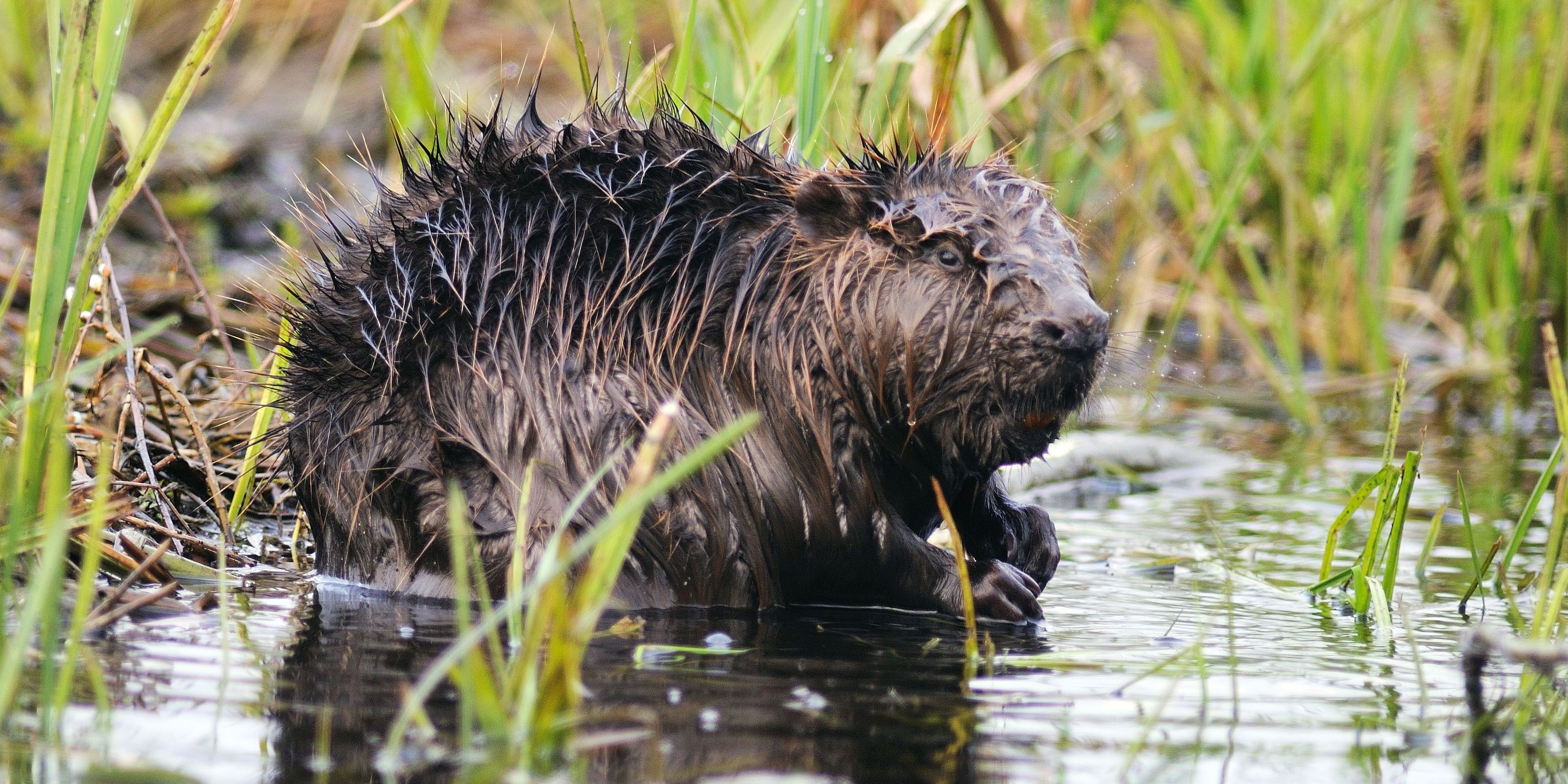 NABU Thüringen bildet Biberberater aus