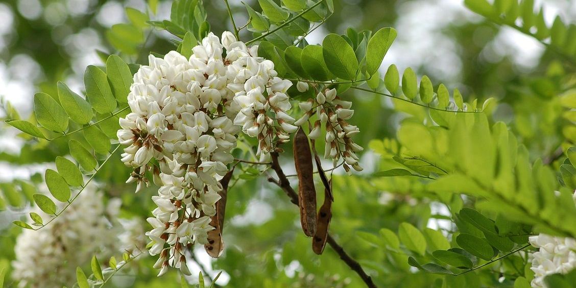 Robinie ist „Baum des Jahres“ 2020