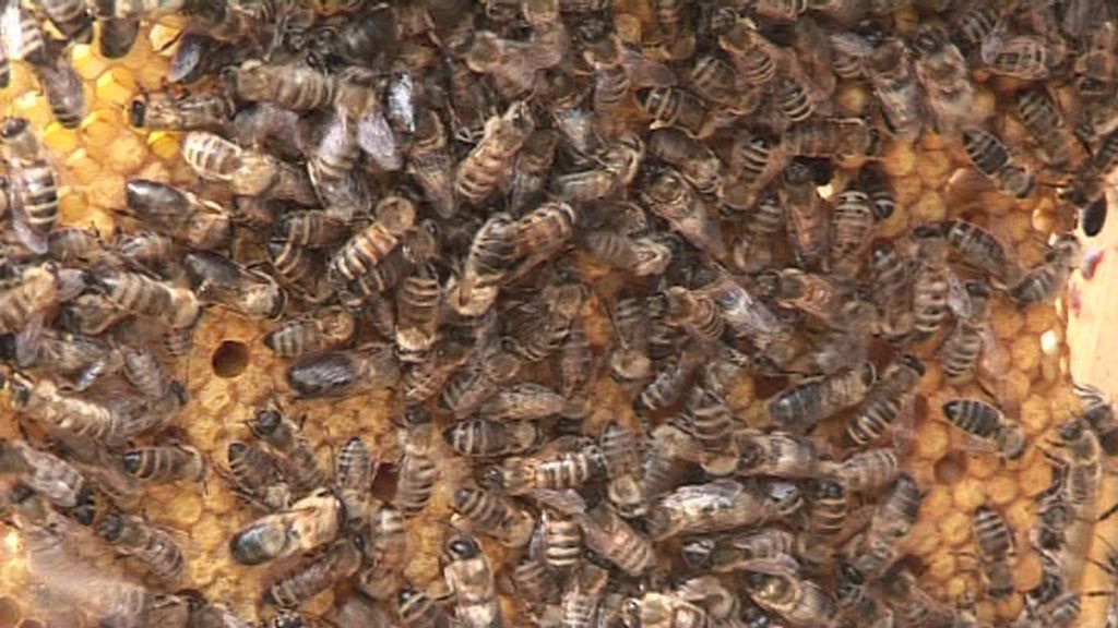 Thüringer Bienenfreunde gesucht