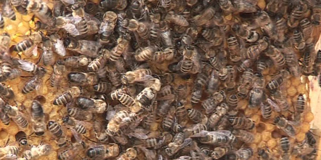 Thüringer Bienenfreunde gesucht
