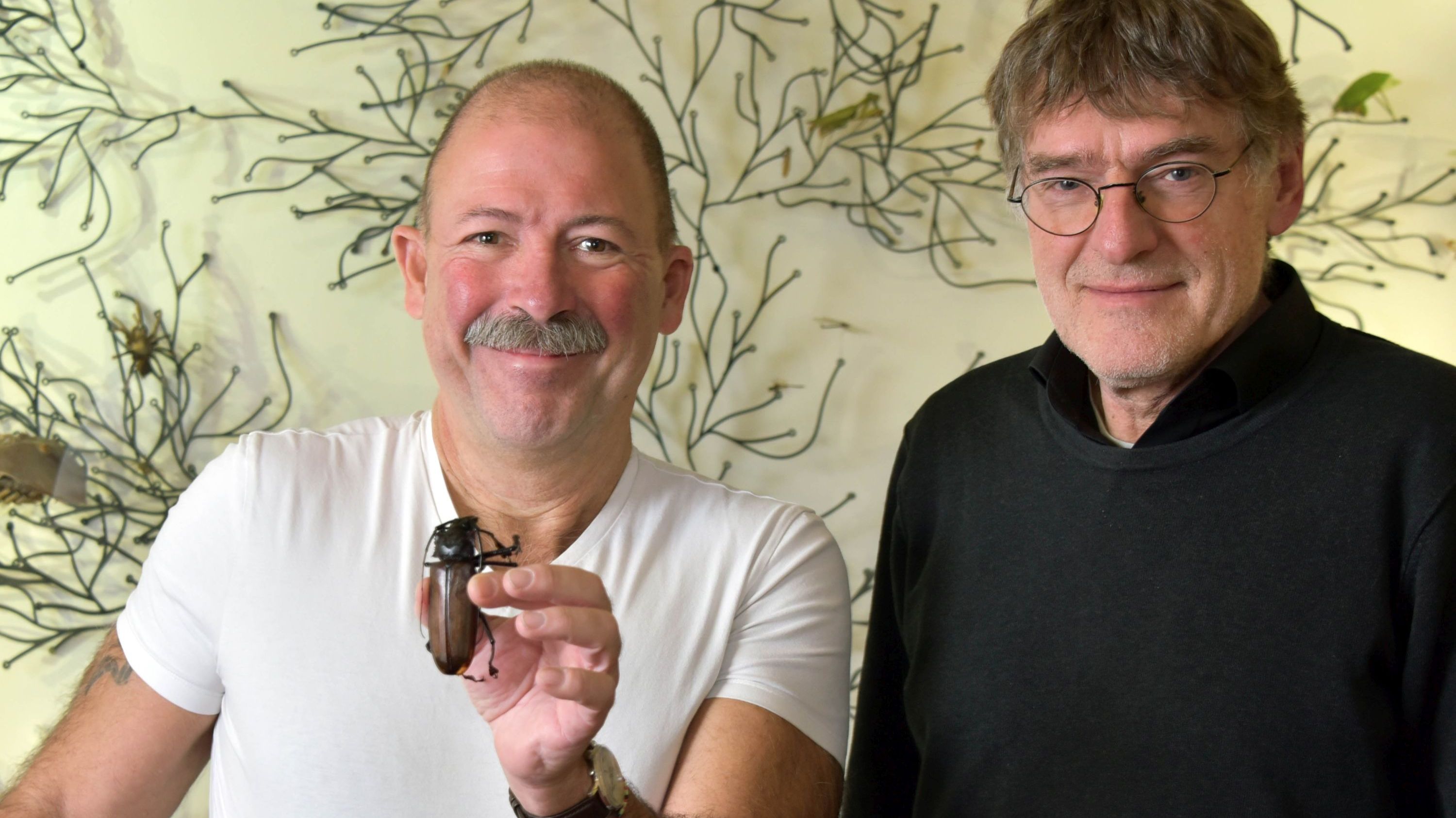 Studie zur Evolution der Käfer 