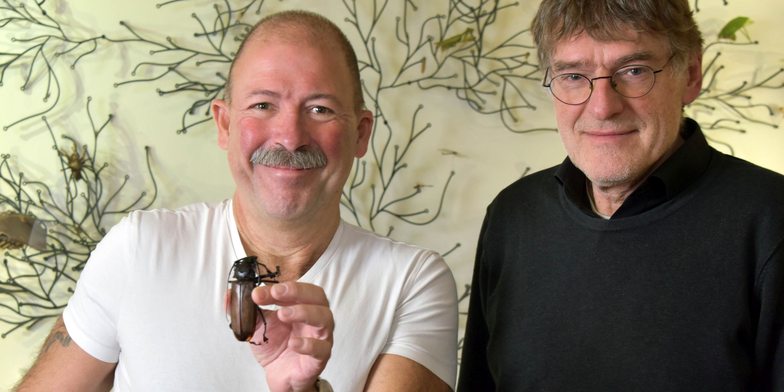 Studie zur Evolution der Käfer 