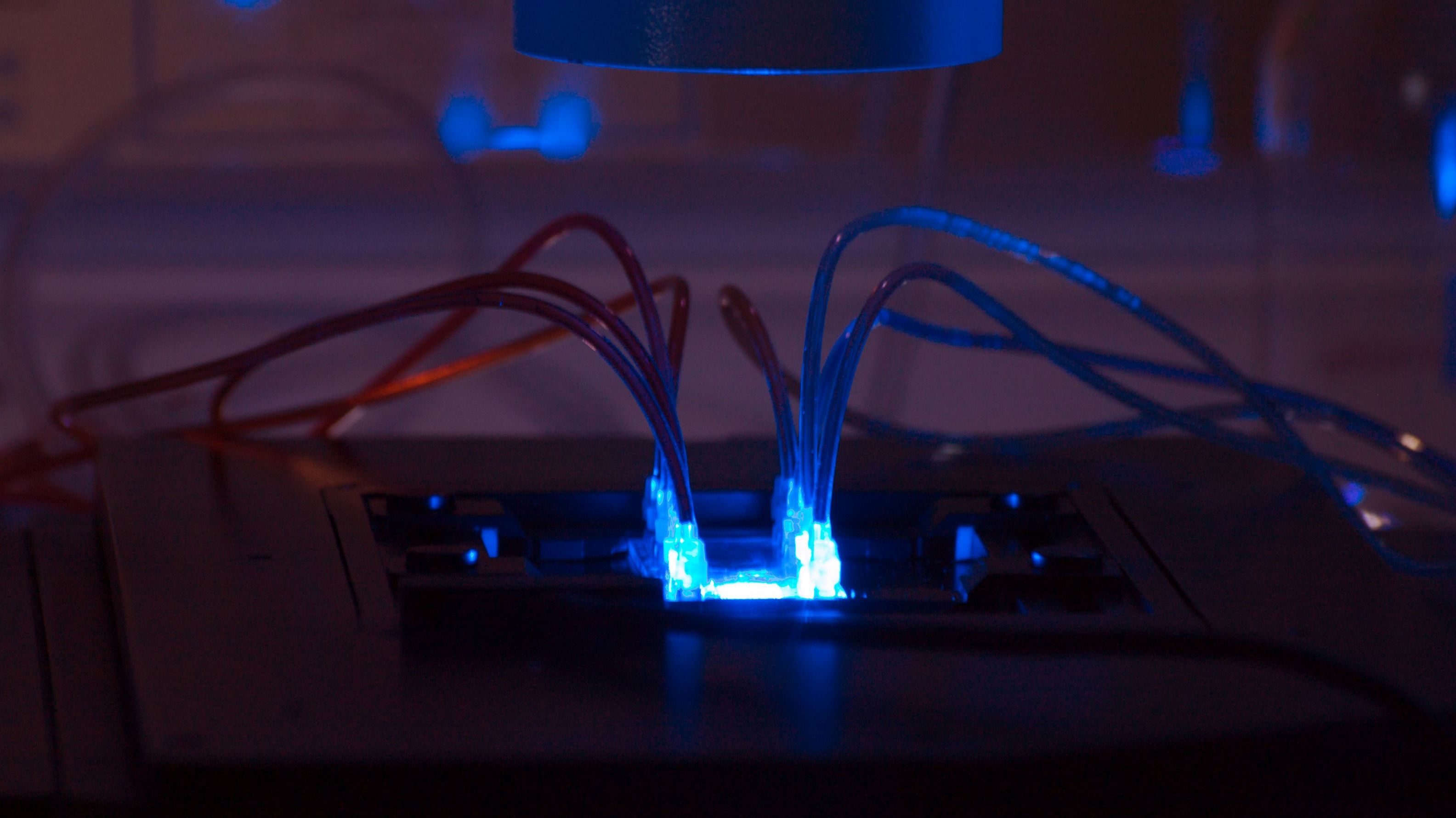 Organmodelle für die Testung neuer Immunwirkstoffe