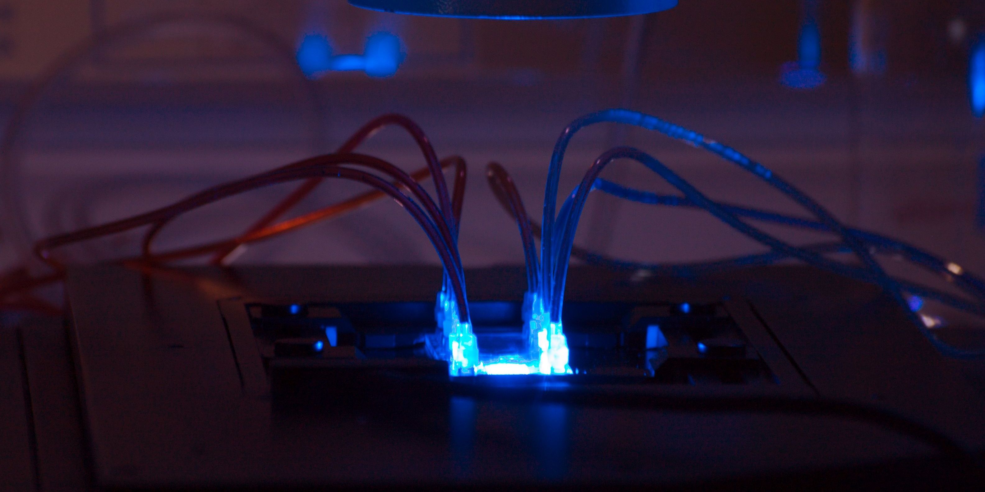 Organmodelle für die Testung neuer Immunwirkstoffe